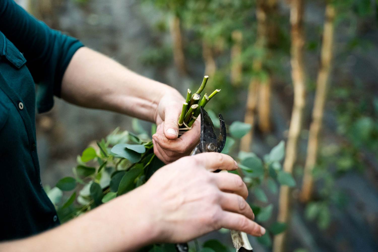 Westside Eucalyptusfarm